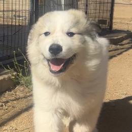 Great Pyrenees Puppies from McCarthy Ranchette LLC