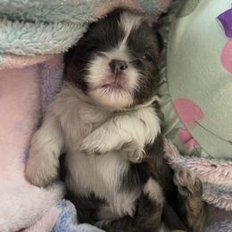 Shih Tzu Puppies from Eastern Long Island Shih Tzu