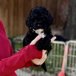 Stormfly - Parti female Goldendoodle puppy in Haltom City, Texas from Ohana Doodles