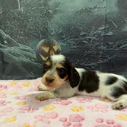 Tootsie - Piebald female Dachshund puppy in Irving, Texas from DFW Dachshunds by G & S