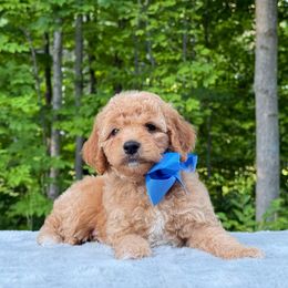 Blue Bow OFA - Apricot male Cavapoo puppy in Evart, Michigan from Northern’s Cute Cuddly Cava Poos