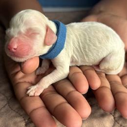 Blue Collar Boy - Caramel cream male Australian Labradoodle puppy in Hagerstown, Maryland from Westfields Labradoodles