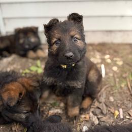 Indy - Sable female German Shepherd puppy in Pennock, Minnesota from Shakopee Creek German Shepherds