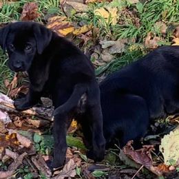 Labrador Retrievers from Moore Pointing Labradors