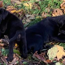 Labrador Retrievers from Moore Pointing Labradors