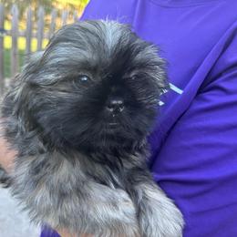 Kingston Kouture - Sable male Shih Tzu puppy in Trinity, North Carolina from Trinity Shih Tzu