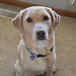 Rosie - Labrador Retriever