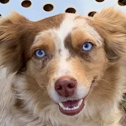 Miniature Australian Shepherds from 3J Farms Mini Aussies