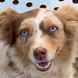 Miniature Australian Shepherds from 3J Farms Mini Aussies