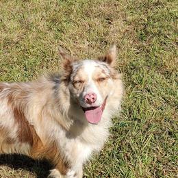 Lizzie - Border Collie