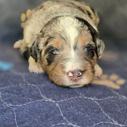 Poppy - Merle female Bernedoodle puppy in Shelton, Washington from NW Bernedoodles of Washington