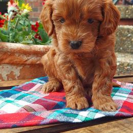 Blue - Apricot male Goldendoodle puppy in Little Rock, Arkansas from Adorable Mini Doodles LLC