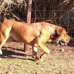 Boerboels from Revelation Boerboels