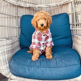 Goldendoodle Puppies from Labradoodleday