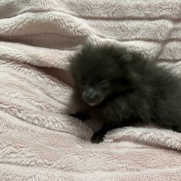 Girl 4 - Blue female Pomeranian puppy in Conroe, Texas from Maxi’s Poms, LLC