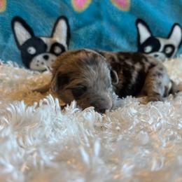 Amber - Blue merle female Aussiedoodle puppy in Kensington, Ohio from Hickory Hideaway Doodles
