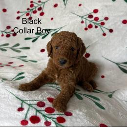 Black Collar Male - Red  male Goldendoodle puppy in Pasadena, Texas from Knightsbane Standard Poodles