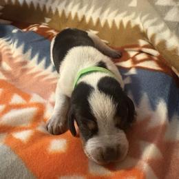 Tank - Blue ticked and tan male Bluetick Coonhound puppy in Mount Pleasant, Texas from Harmons Hounds