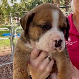 Spot Green Collar - Irish marked male Boerboel puppy in Florida from CLAD Guard Boerboels