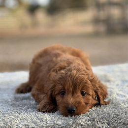 Boy 5 - Red  male Goldendoodle puppy in Cuero, Texas from Firestorm Kennel