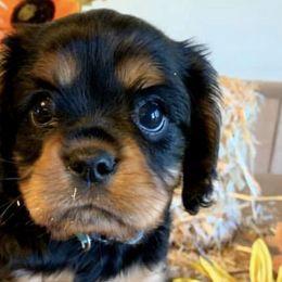Cavalier King Charles Spaniels from Lee’s Cavaliers