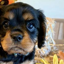 Cavalier King Charles Spaniels from Lee’s Cavaliers