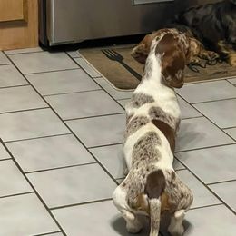 Cebo - Dapple male Dachshund puppy in Paris, Texas from Rolling9dachshunds