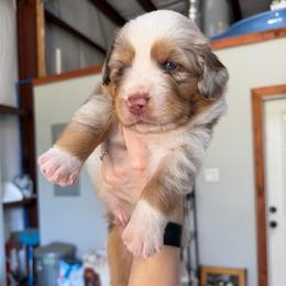 Rip - Red merle male Miniature Australian Shepherd puppy in Sweeny, Texas from Peach Creek Minis
