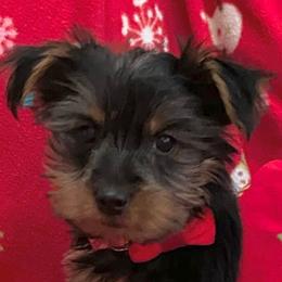 Poodles, Yorkipoos, and Yorkshire Terriers from Pamela's Poodles, Yorkshire Terriers & Designer pups