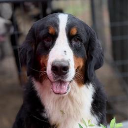 Bernese Mountain Dog puppies from Faith’s Bernese
