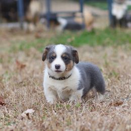 Boy 1 - Blue male Pembroke Welsh Corgi puppy in Ocala, Florida from Dolan Farms Corgis
