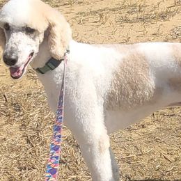 Aussiedoodles and Poodles from Red Barn Farming LLC