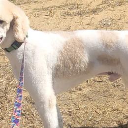 Aussiedoodles and Poodles from Red Barn Farming LLC