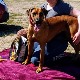 Rhodesian Ridgeback All Grown Up from Sans Peur Ridgebacks