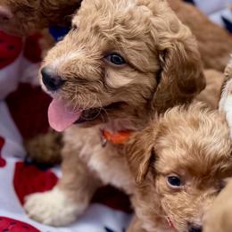Sunny, Orange Collar - Parti male Goldendoodle puppy in Valley Center, Kansas from The Goldendoodle Gal