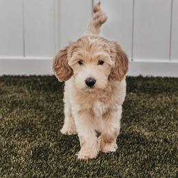 Bernedoodle, Goldendoodle, Poodle, and Shihpoo Puppies from Stormie's Doodles