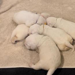 Boy 3 - male Labrador Retriever puppy in Hutto, Texas from Texas Bluebonnet Labs