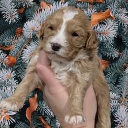 Venus - Apricot female Cavapoo puppy in Coshocton, Ohio from Forever Family Puppies