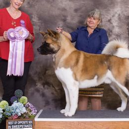 Akita from Mega Heart Akitas