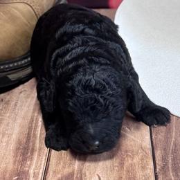 Johnny Cash - Black male Labradoodle puppy in Kingston, Georgia from CC Familydoodles