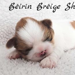 AKC Red & White Parti Male #2 - Red and white male Shih Tzu puppy in Las Vegas, Nevada from Beirin Breige Shih Tzus