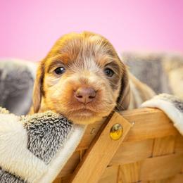 Dachshund and French Bulldog Puppies from Slinky Doxie 305