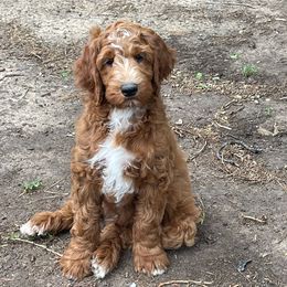 Dan - Red  Goldendoodle puppy in Humble, Texas from Texas Shine Doodles