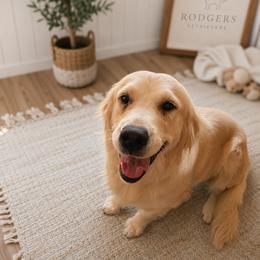 Jessie - Golden Retriever