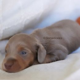 Anna - Fawn (isabella) and tan female Dachshund puppy in Apple Valley, California from Socaldoxies