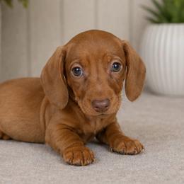 Girl 3 - Red female Dachshund puppy in Desloge, Missouri from Snows Doxies