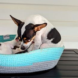 Chihuahua Puppies from Wilds Farms