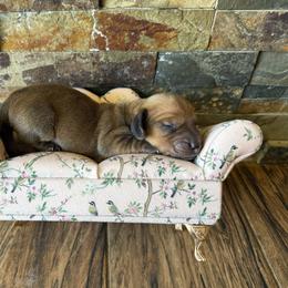 Shaded red 1 - Red male Dachshund puppy in Harold, Kentucky from Taylors Tiny Tails
