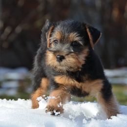 Norfolk Terriers from Regency Norfolks