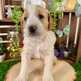 Leland - Apricot male Goldendoodle puppy in Waterford, Michigan from Oh My Doodness!
